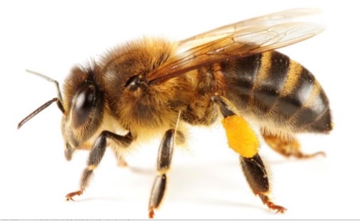 Une abeille sur un fond blanc